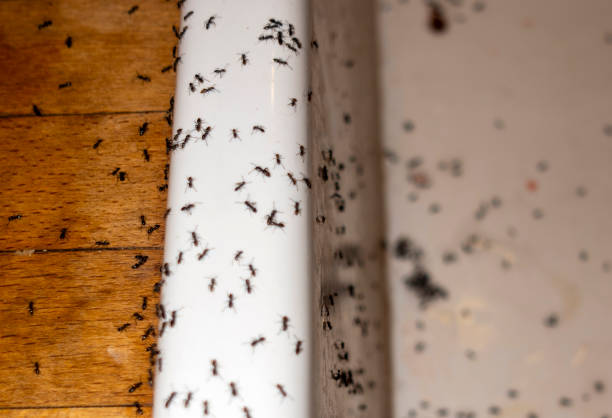 Best Mosquito Control Services  in North Wilkesboro, NC