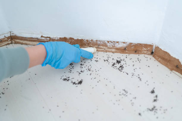 Wasp Removal Services in North Wilkesboro, NC